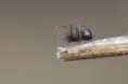 /album/linyphiidae/meioneta-sp-jpg/